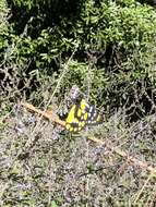 Image of hill jezebel