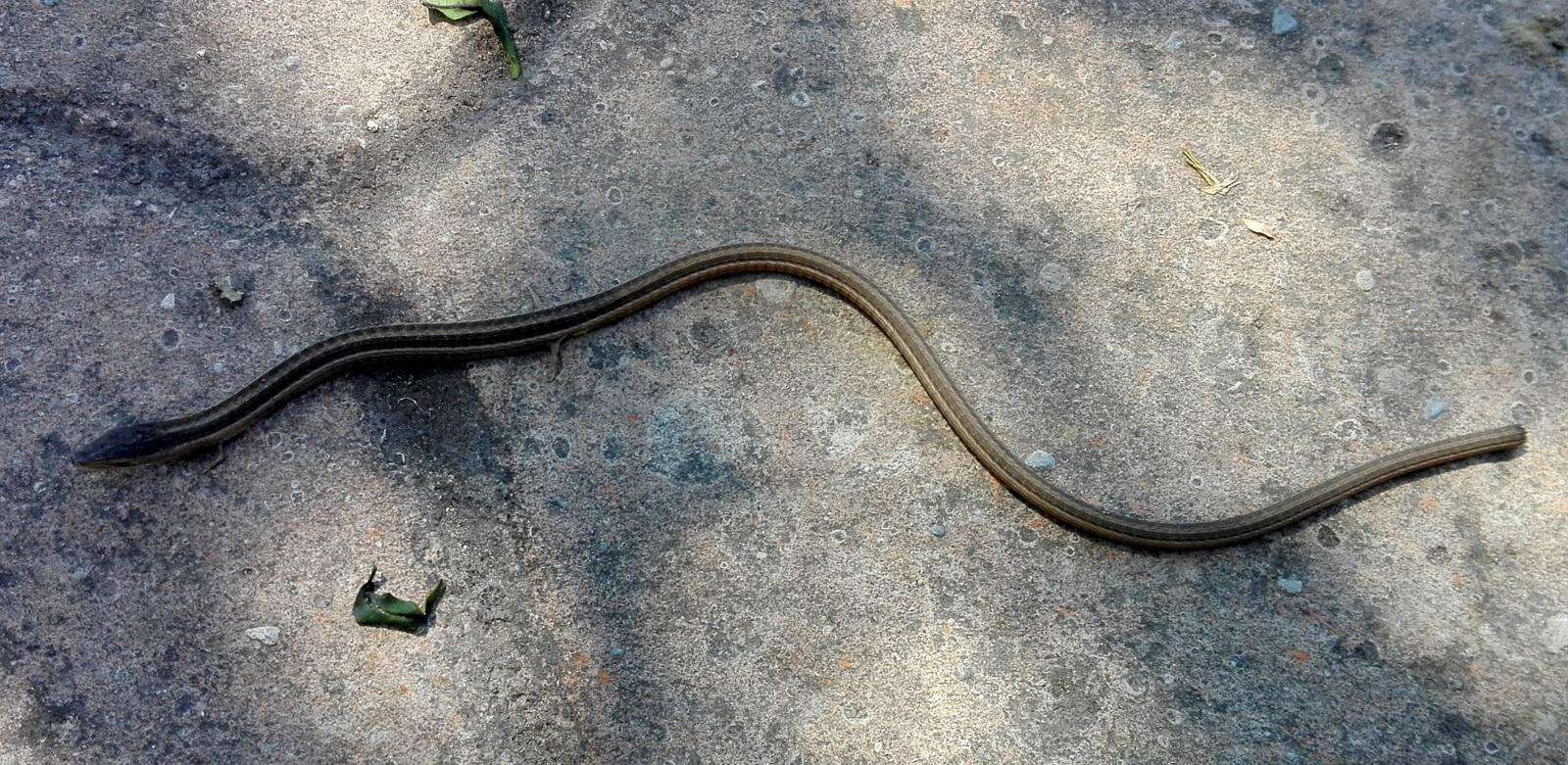 Image of Cape Snake Lizard