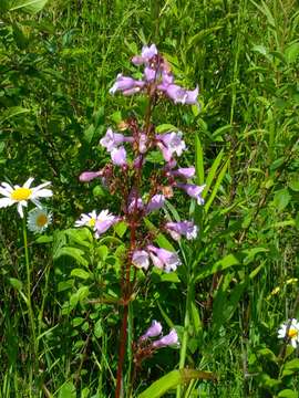 Image of longsepal beardtongue