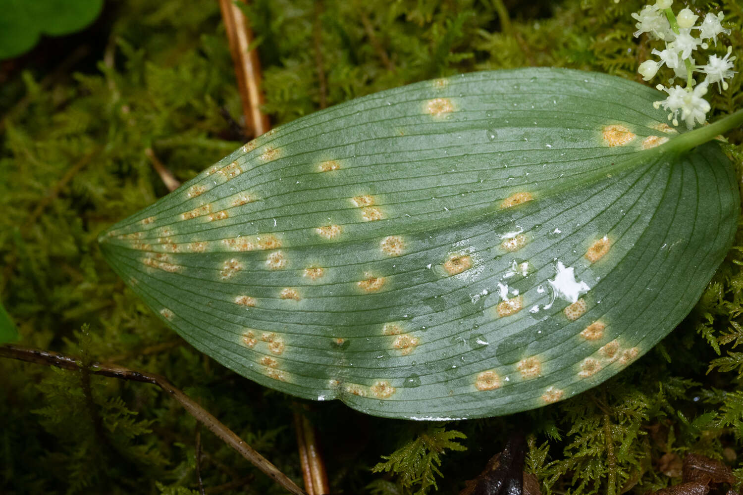Image of Endoraecium phyllodiorum (Berk. & Broome) Berndt 2011
