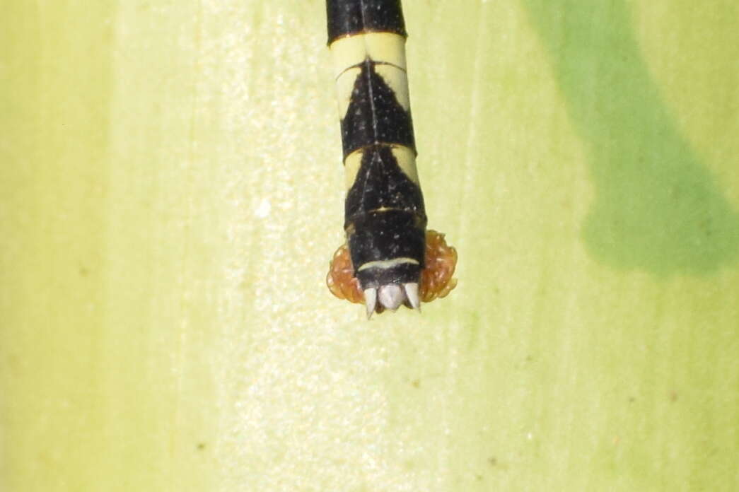 Image of Microgomphus torquatus (Selys 1854)