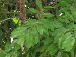 Sivun Vatairea guianensis Aubl. kuva