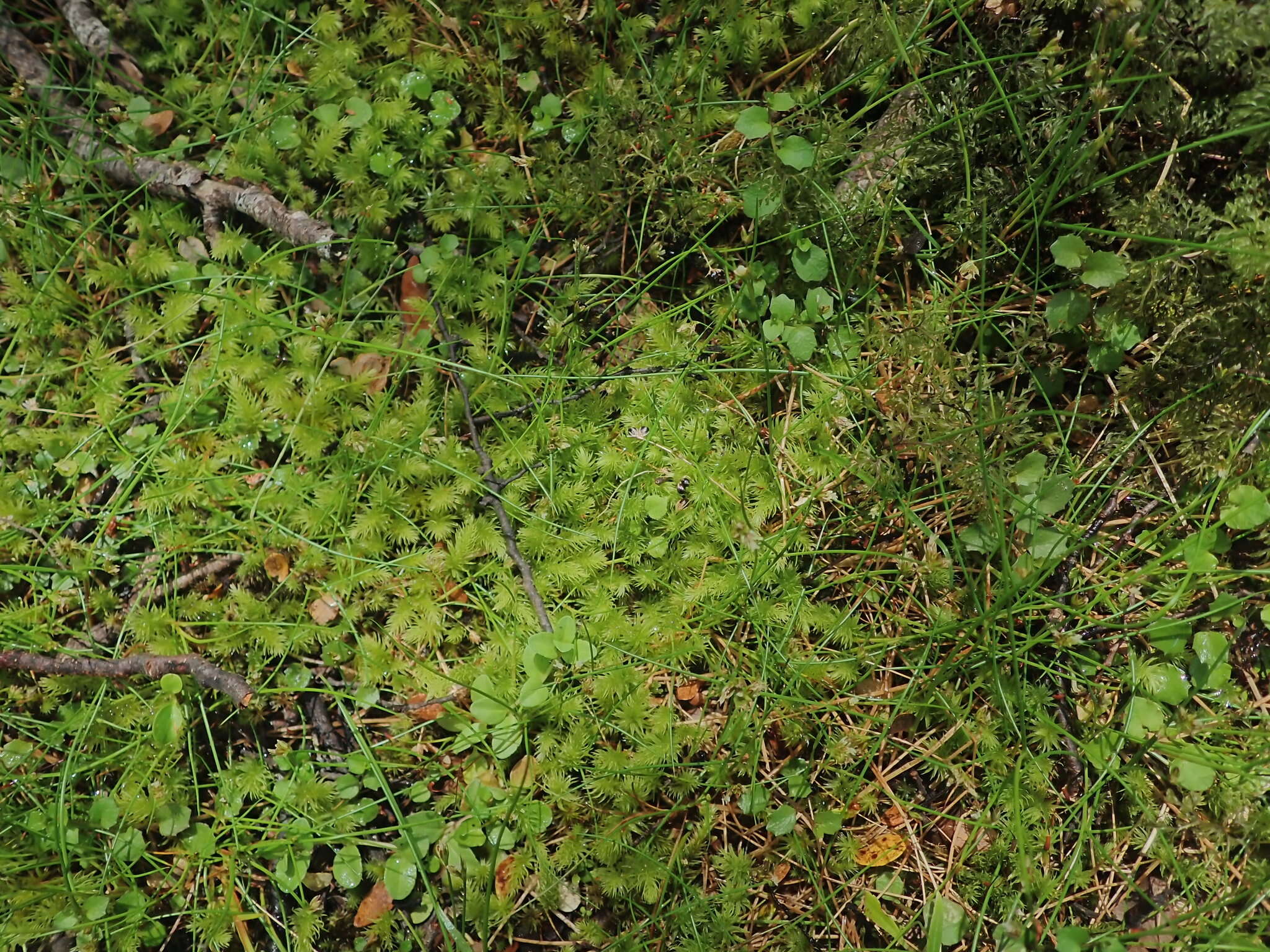 Imagem de Juncus novae-zelandiae Hook. fil.