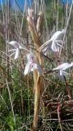 Image of Satyrium longicolle Lindl.