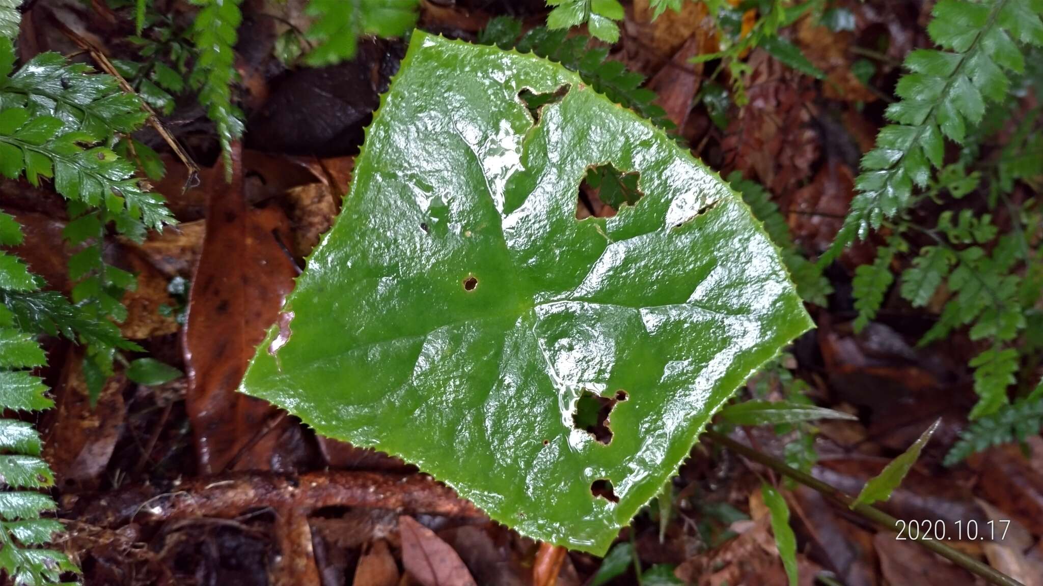 Image de Podophyllum pleianthum Hance