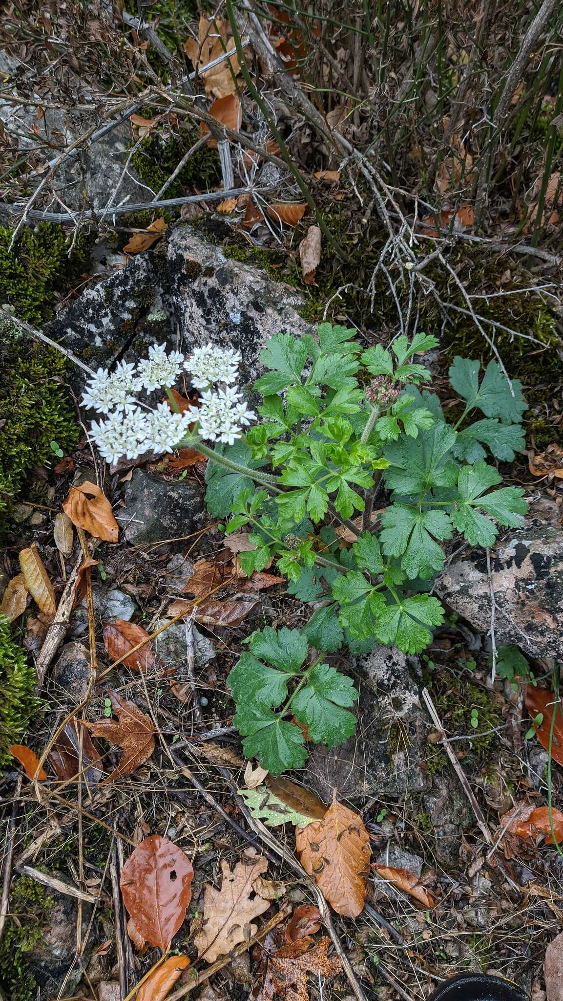 Image of Heracleum ligusticifolium Bieb.