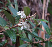 Image of Nematolepis squamea (Labill.) Paul G. Wilson