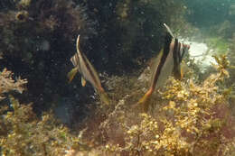 Image of Crested morwong