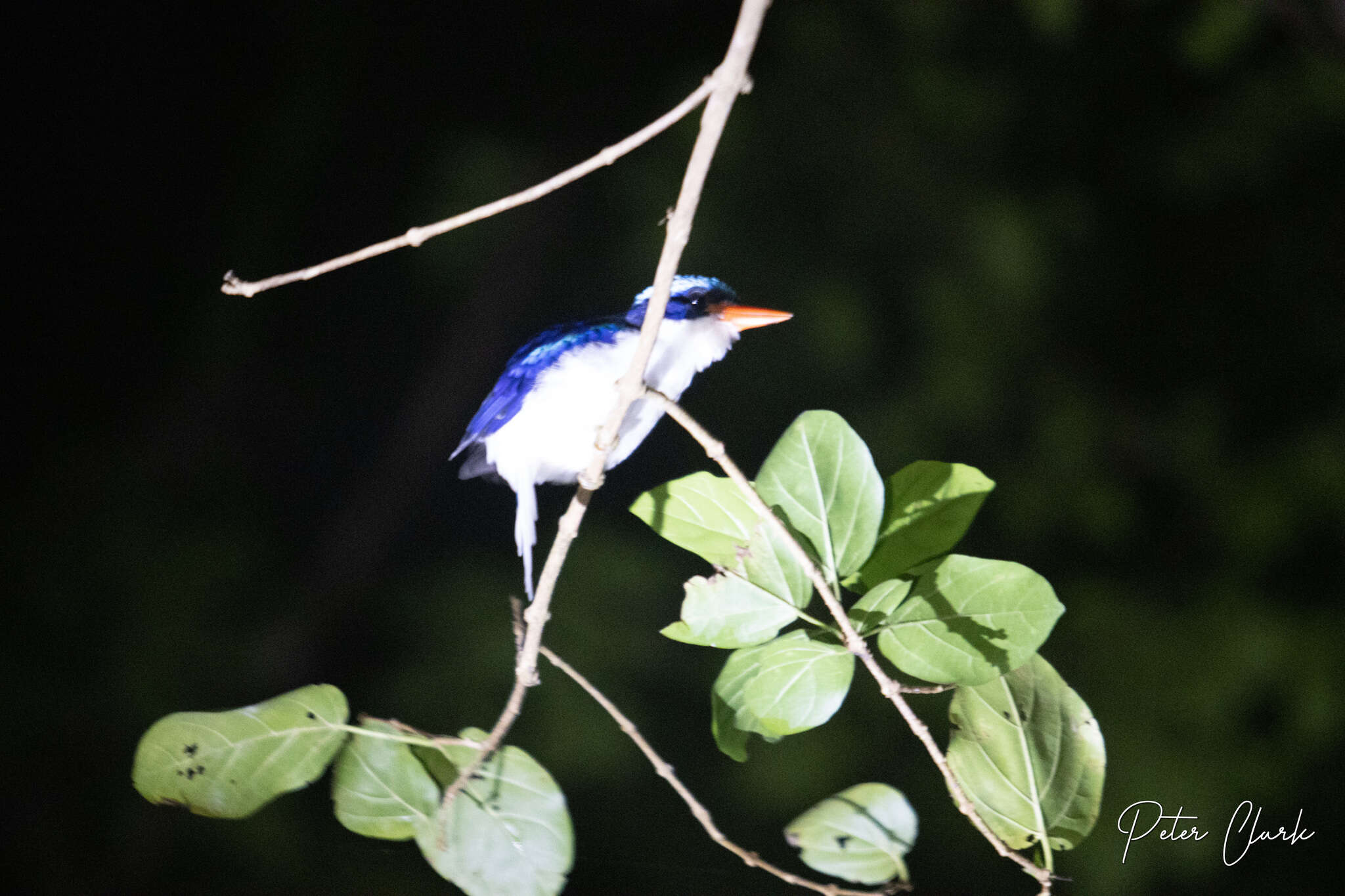 Image of Common Paradise Kingfisher