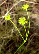 Image of Annesorhiza thunbergii B. L. Burtt