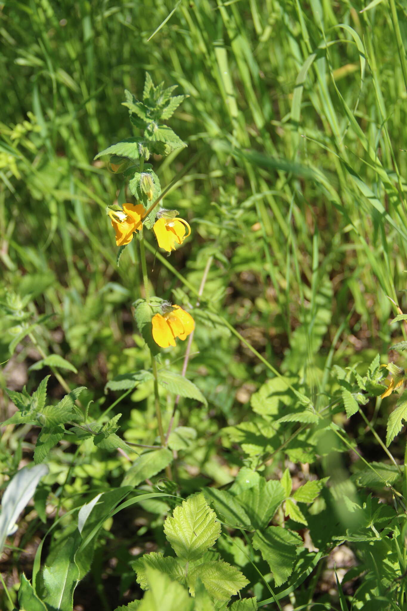 Image of Rhynchocorys orientalis (L.) Benth.