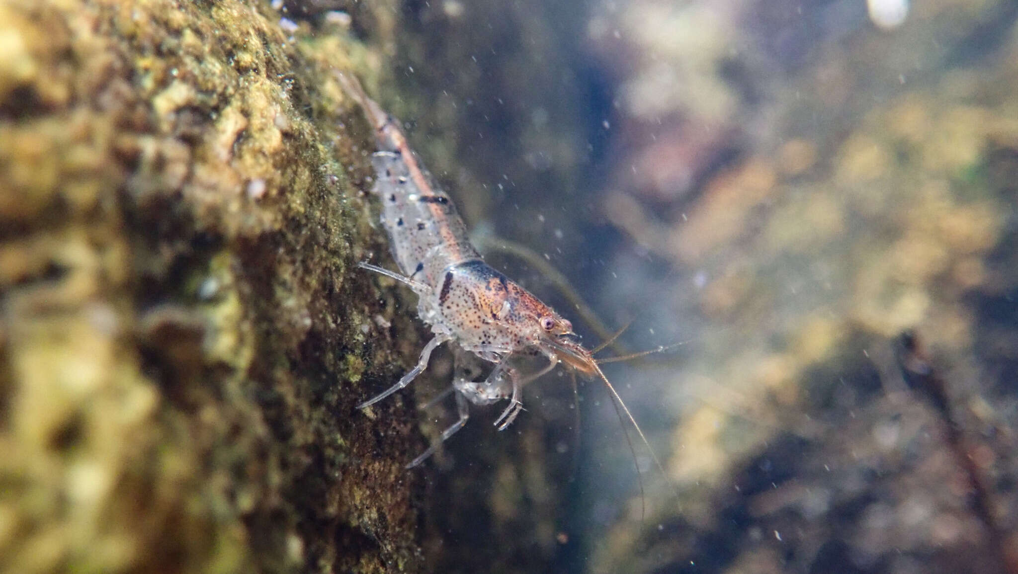 Image of <i>Caridina serrata</i>