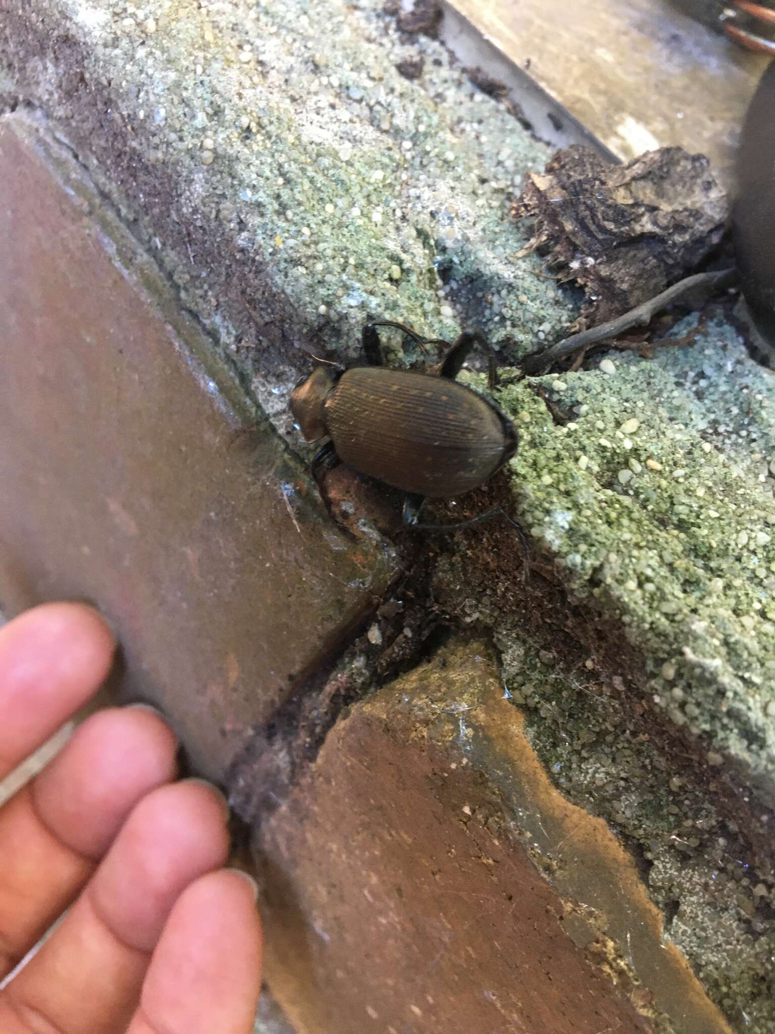 Calosoma (Campalita) chlorostictum Dejean 1831 resmi