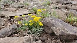 Image of Spellenberg's springparsley