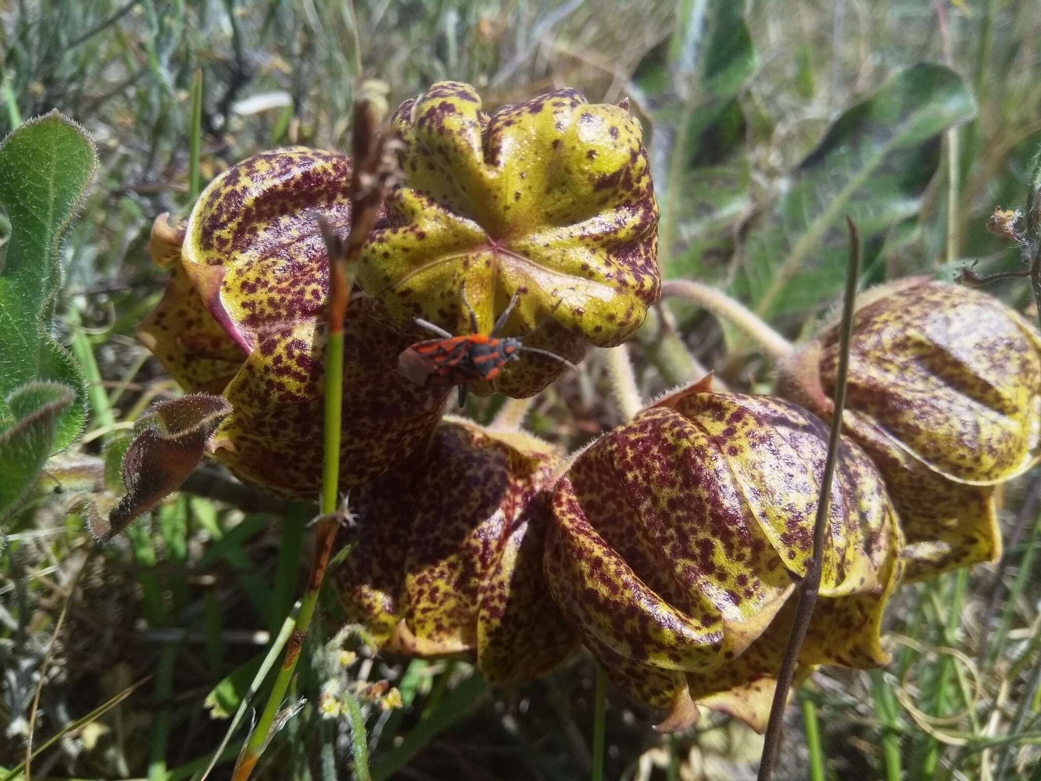 Image of Pachycarpus grandiflorus subsp. grandiflorus