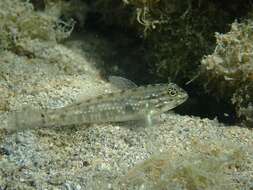 Image of Bridled Goby