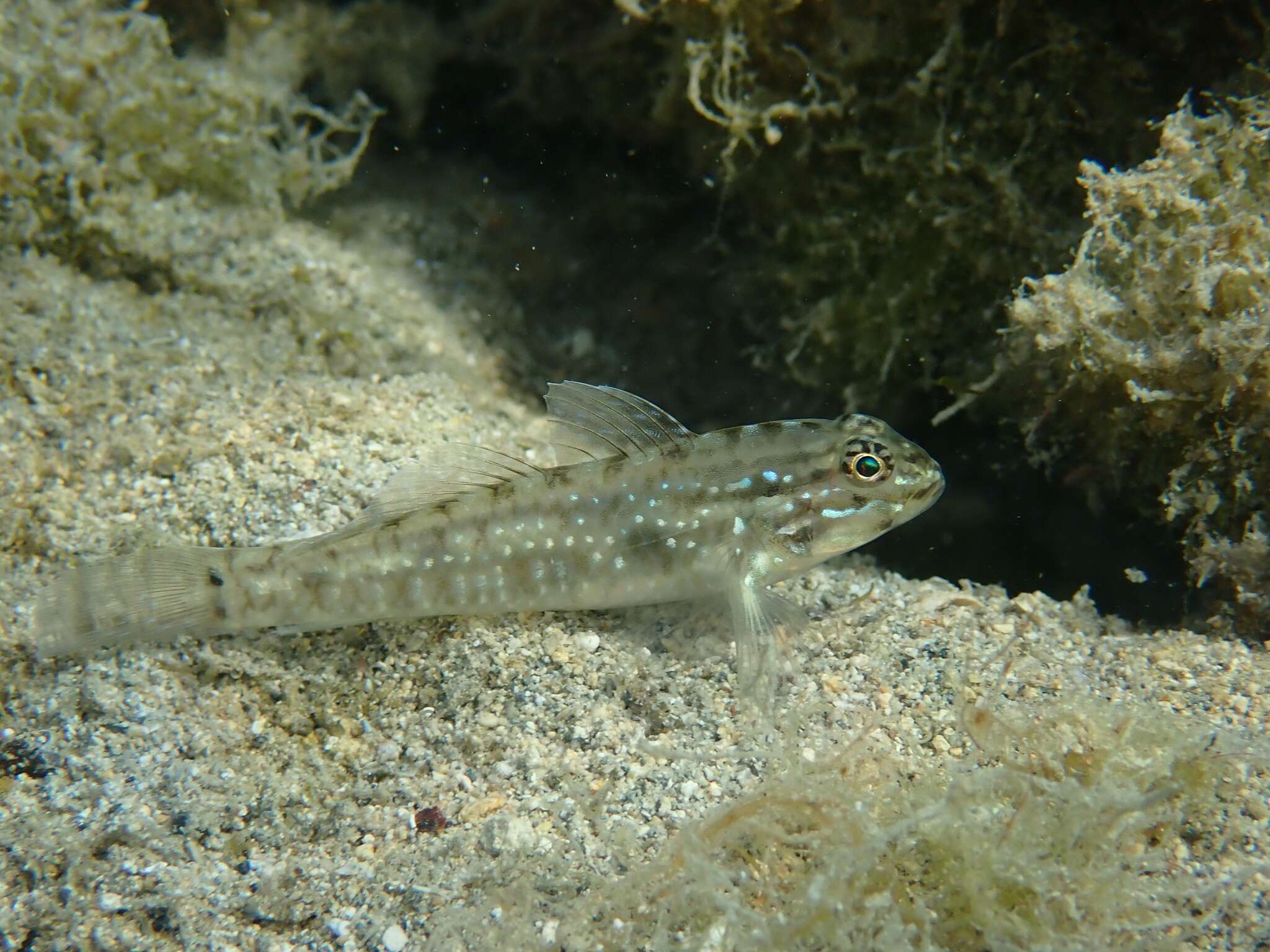 Image of Bridled Goby
