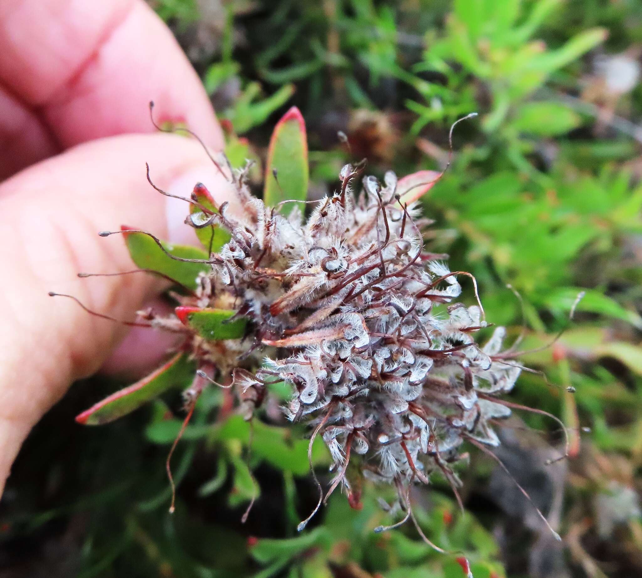 Plancia ëd Leucospermum heterophyllum (Thunb.) Rourke