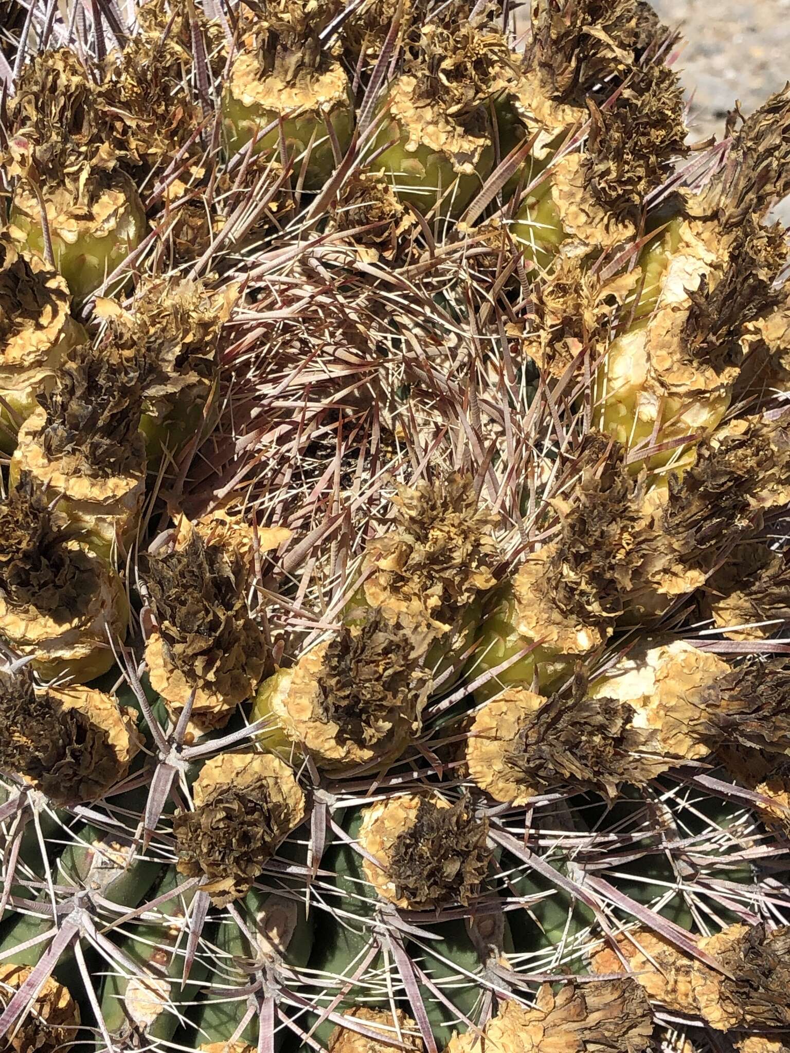 Image of Ferocactus gracilis subsp. gatesii (G. E. Linds.) N. P. Taylor