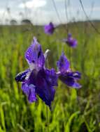 Image of royal larkspur