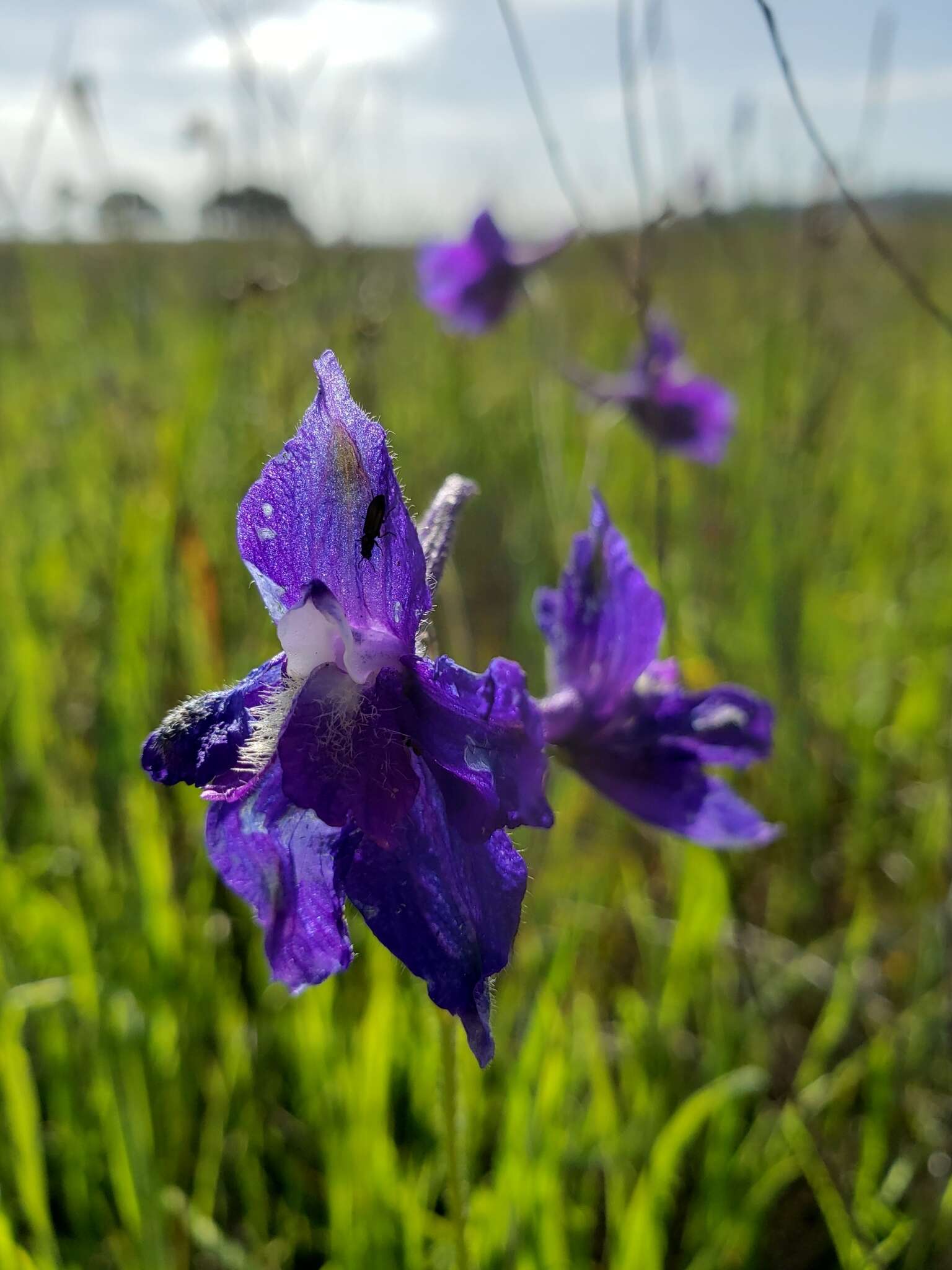 Image of royal larkspur