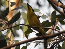 Image of Yellow-tufted Honeyeater