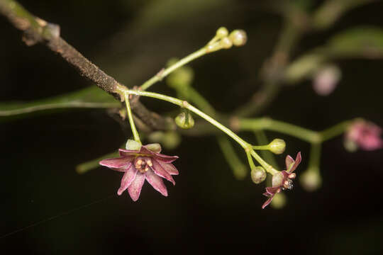 Image of Daphnandra tenuipes Perkins