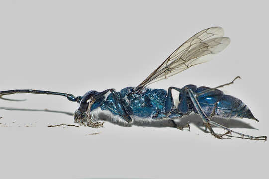 Image of Trirogma caerulea Westwood 1841