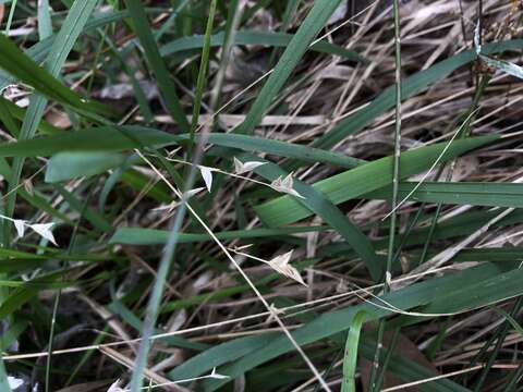 Image of Shiny Wood-Oats