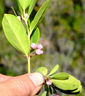 Sivun Cassine parvifolia Sond. kuva