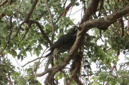 Sivun Strepera versicolor melanoptera Gould 1846 kuva