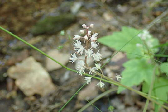 Image of Tiarella nautila G. L. Nesom