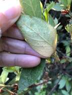 Image of Whitefly