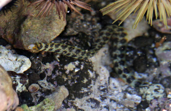 Image of Snowflake moray