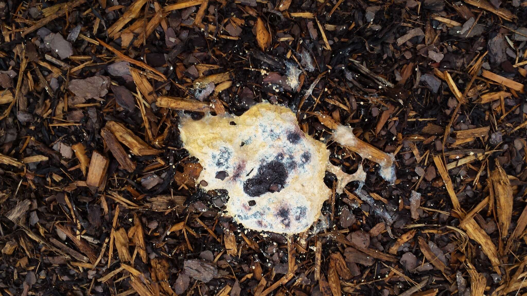 Image of Dog vomit slime mold