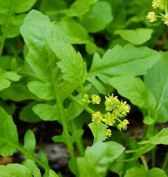 Rorippa palustris subsp. hispida (Desv.) Jonsell的圖片