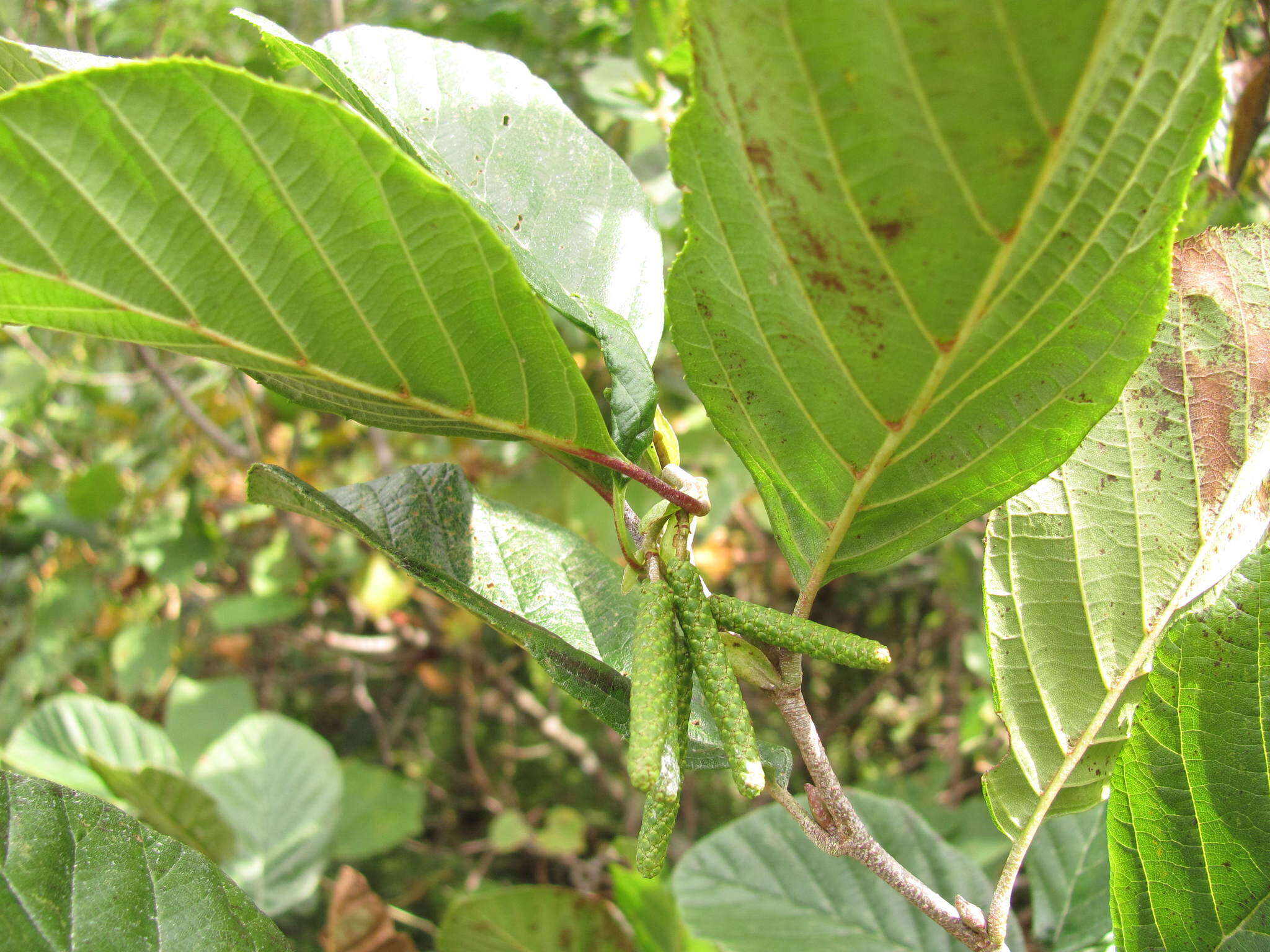 Plancia ëd Alnus serrulata (Aiton) Willd.