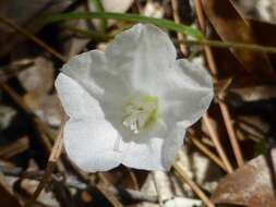 Image of coastal plain dawnflower