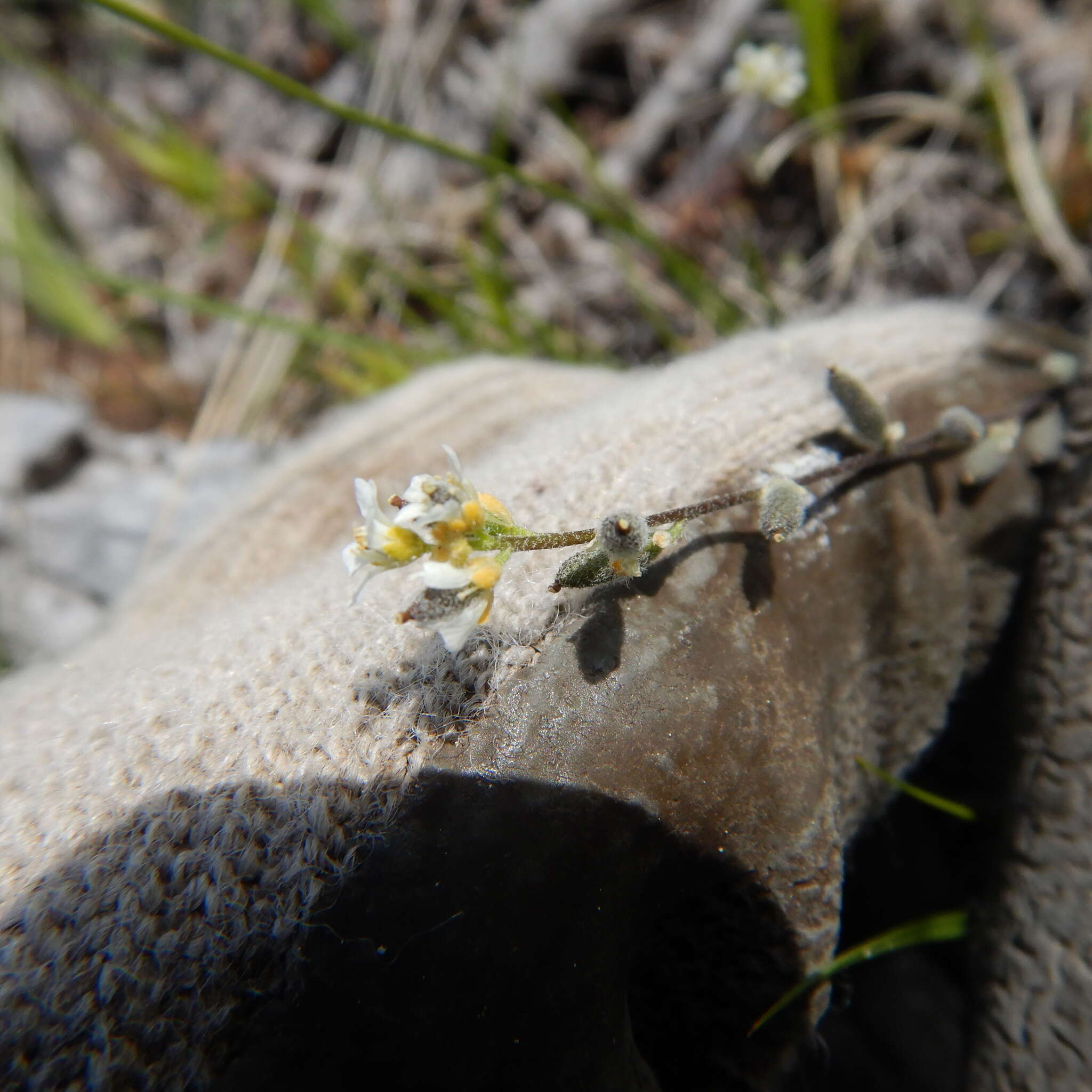 Image of Yukon whitlowgrass