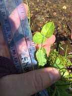 Image of American alpine speedwell