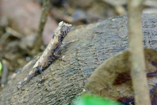 Plancia ëd Brookesia stumpffi Boettger 1894