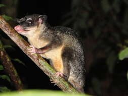 Image of Anderson's Four-eyed Opossum