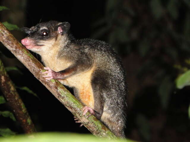 Image of Anderson's Four-eyed Opossum