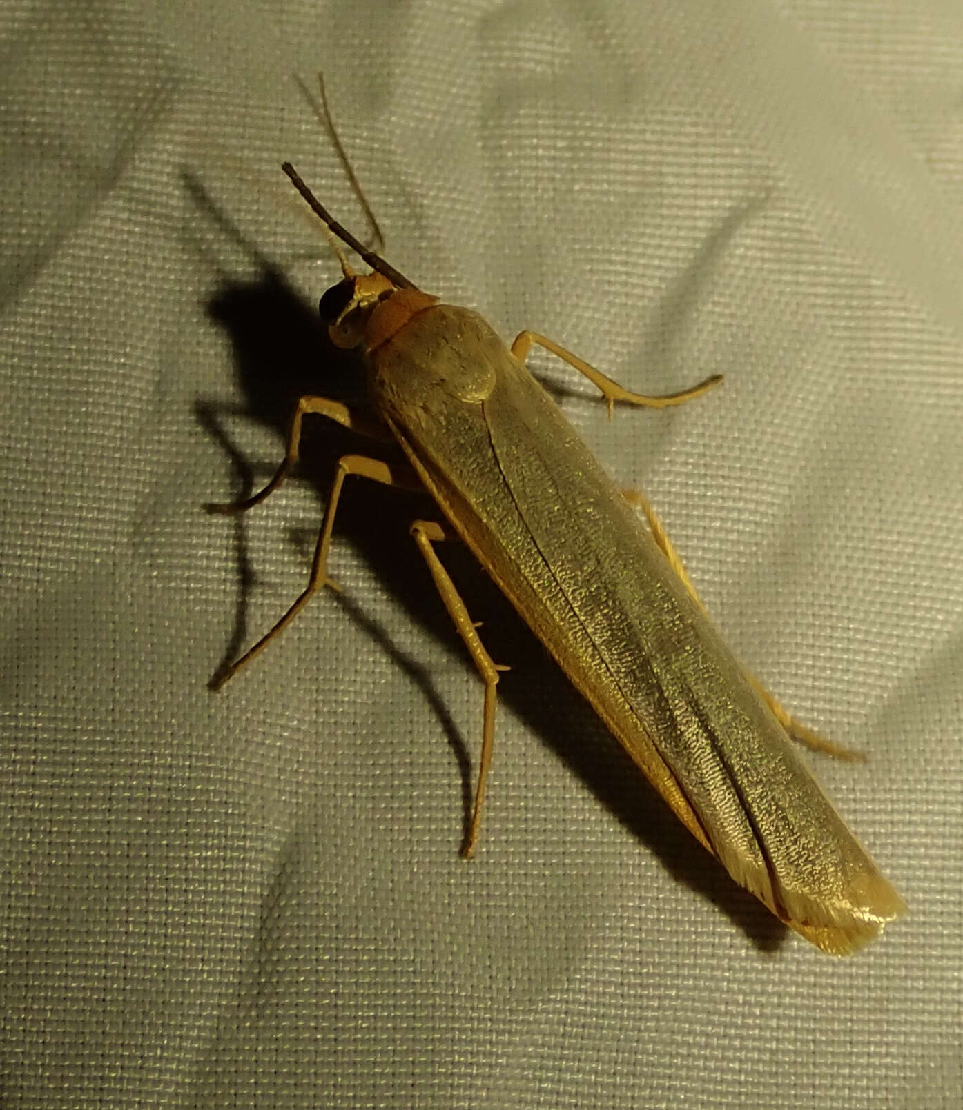 Image of scarce footman