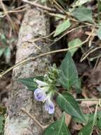 Image of Rungia taiwanensis Yamazaki