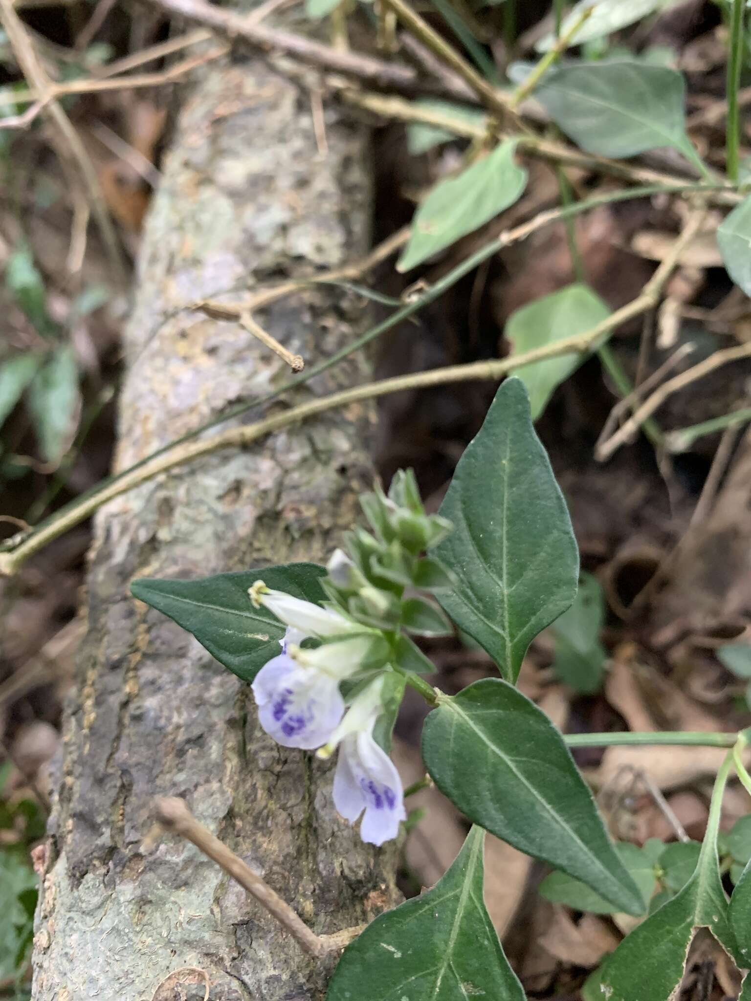 Image of Rungia taiwanensis Yamazaki