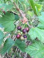 Image of northern black currant