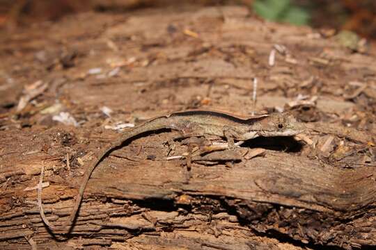 Imagem de Anolis rodriguezii Bocourt 1873