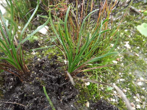 Image of Drimia juncifolia