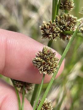 Sivun Cyperus reflexus Vahl kuva